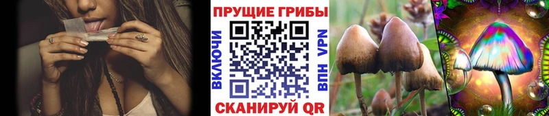Псилоцибиновые грибы Psilocybine cubensis kraken как зайти Саранск наркота